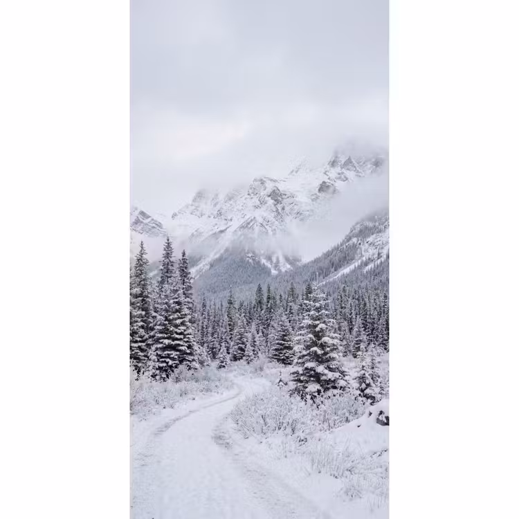 Behang - Weg - Bergen - Sneeuw - Naaldbos - Avontuurlijk — 2
