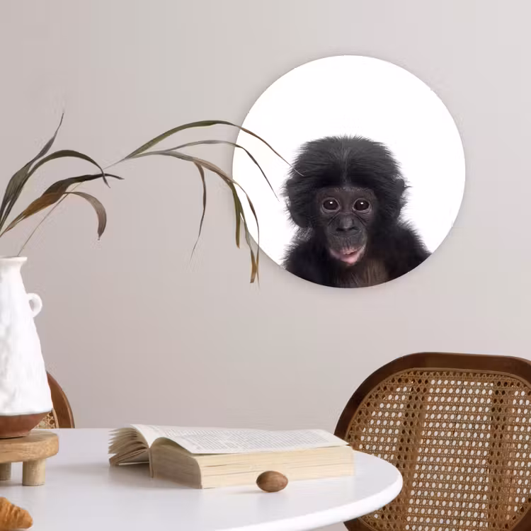 Muurcirkel - Aap - Dieren - Chimpansee - Kind - Jongen — 4