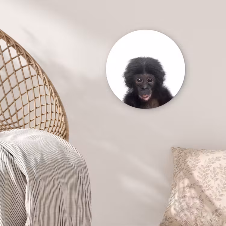 Muurcirkel - Aap - Dieren - Chimpansee - Kind - Jongen — 5
