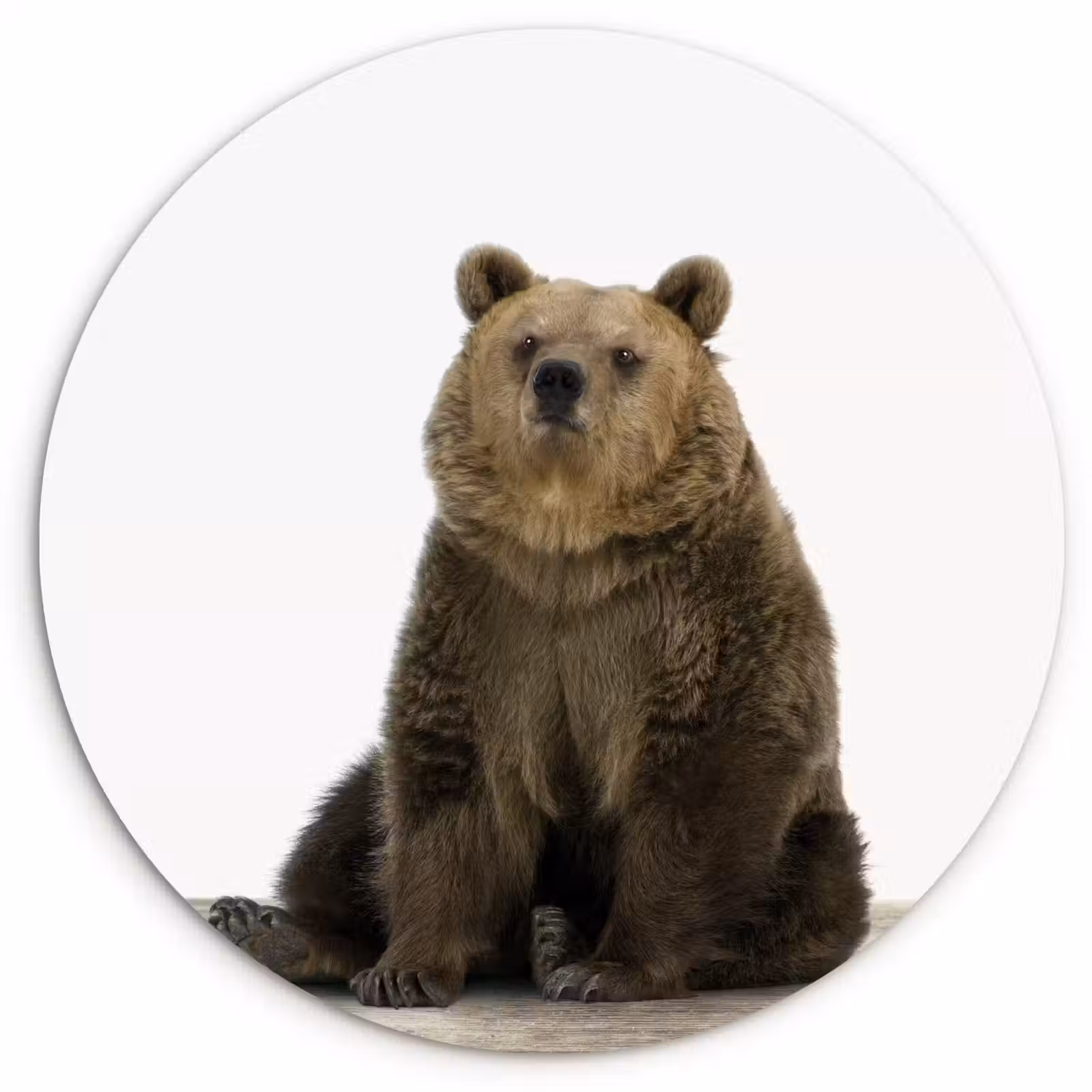Muurcirkel - Bruine beer - Dieren - Beer - Schattig - Jongens - Meisjes — 1
