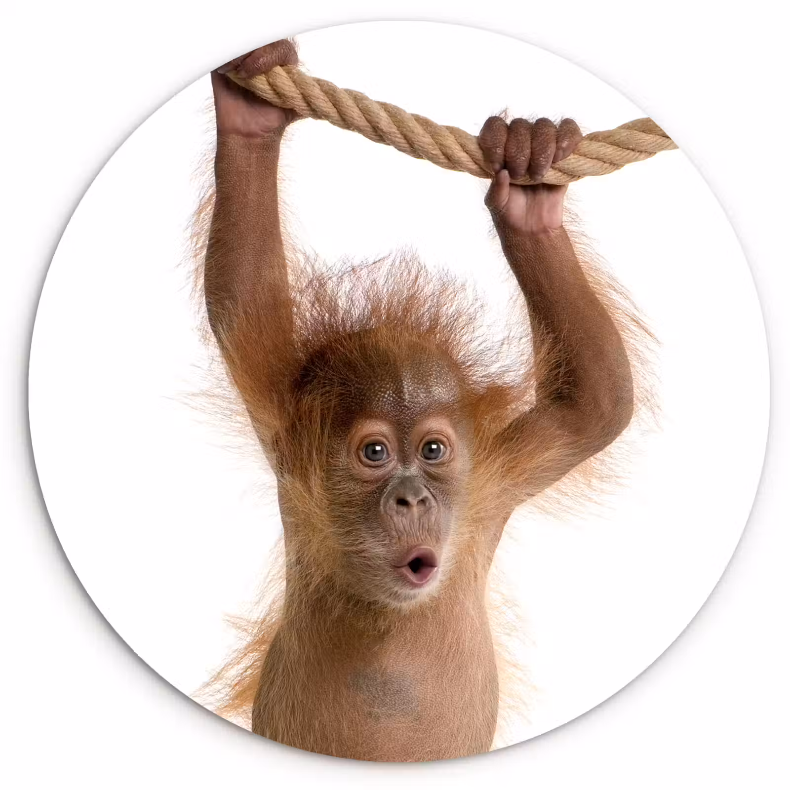 Muurcirkel - Dieren - Orang oetan - Touw - Dieren - Kinderen - Jongen — 1