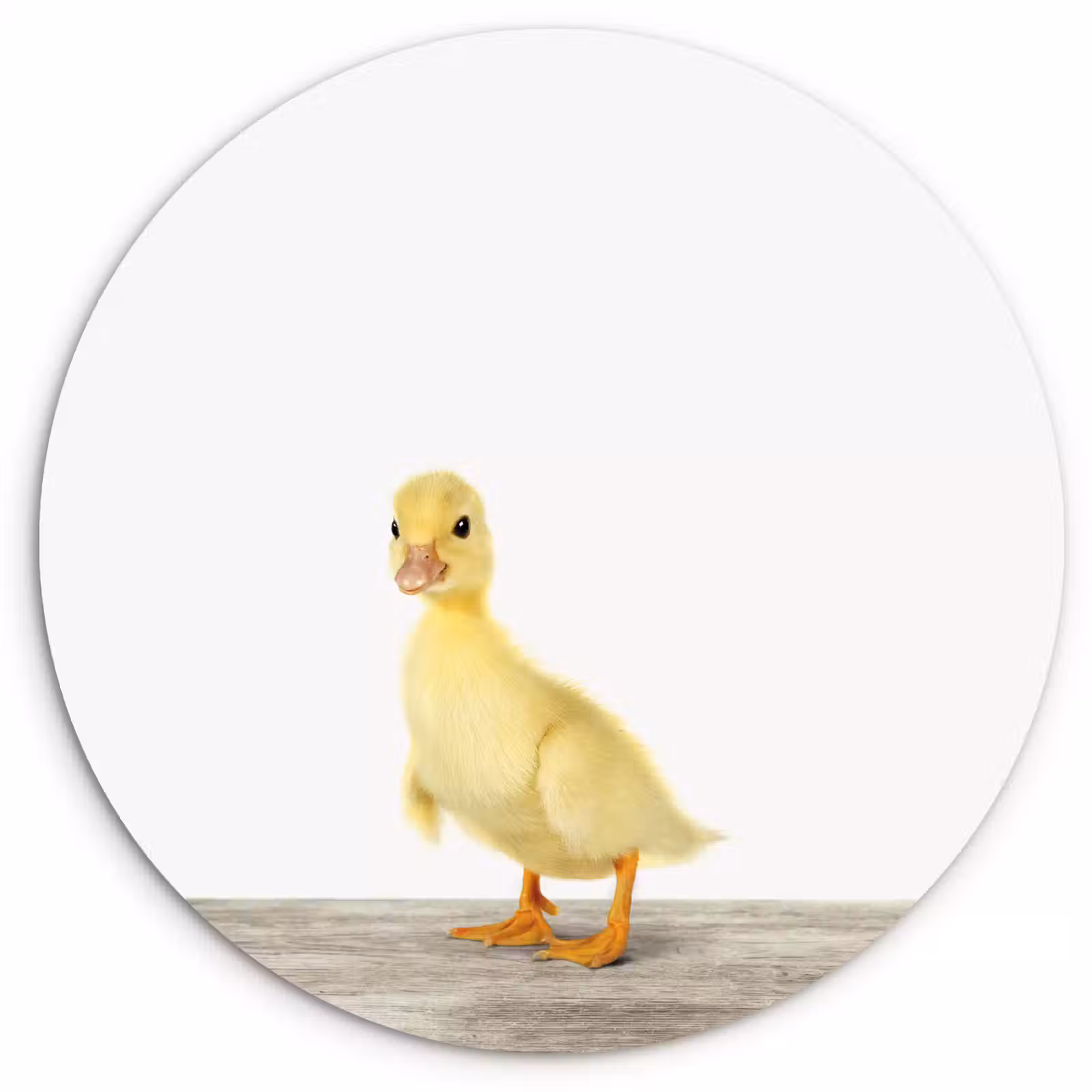 Muurcirkel - Eend - Kuiken - Dieren - Lief - Meisjes - Jongens - Kinderen — 1