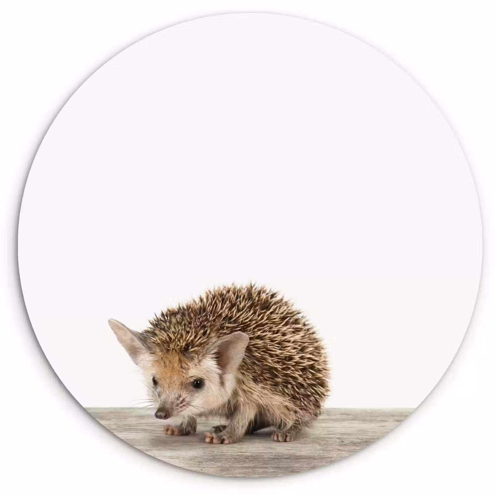 Muurcirkel - Egel - Dieren - Kinderen - Jongens - Meisjes — 1