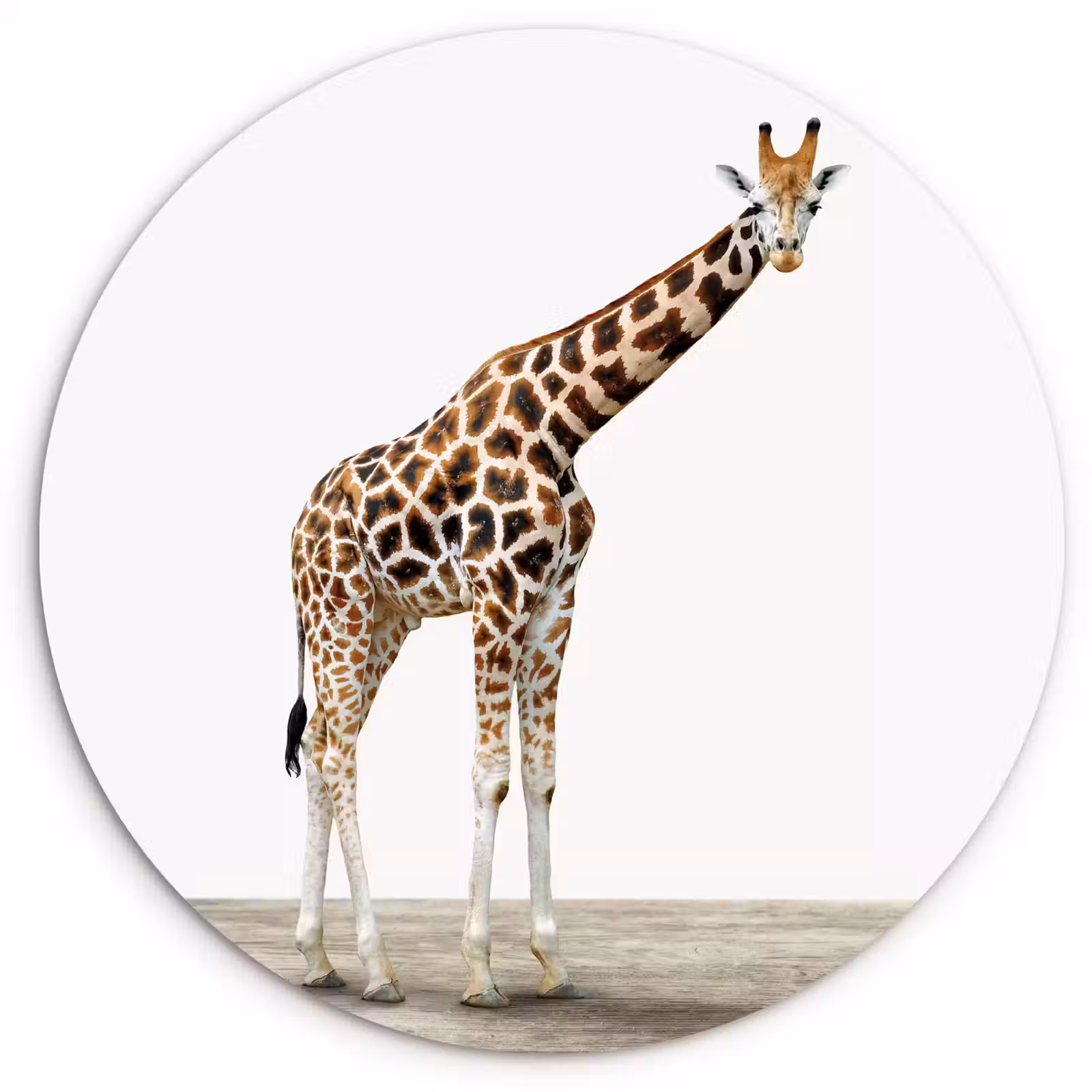Muurcirkel - Giraffe - Dieren - Witte achtergrond - Kinderen - Jongen - Meisje — 1