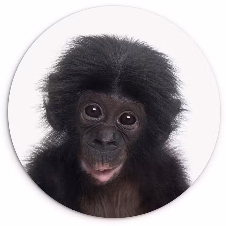 Muurcirkel - Aap - Chimpansee - Portret - Kinderen - Jongens - Meisjes — 1