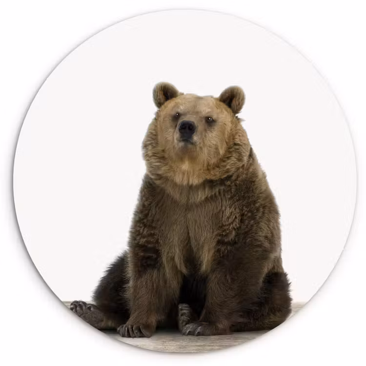 Muurcirkel - Bruine beer - Dieren - Beer - Schattig - Jongens - Meisjes — 1