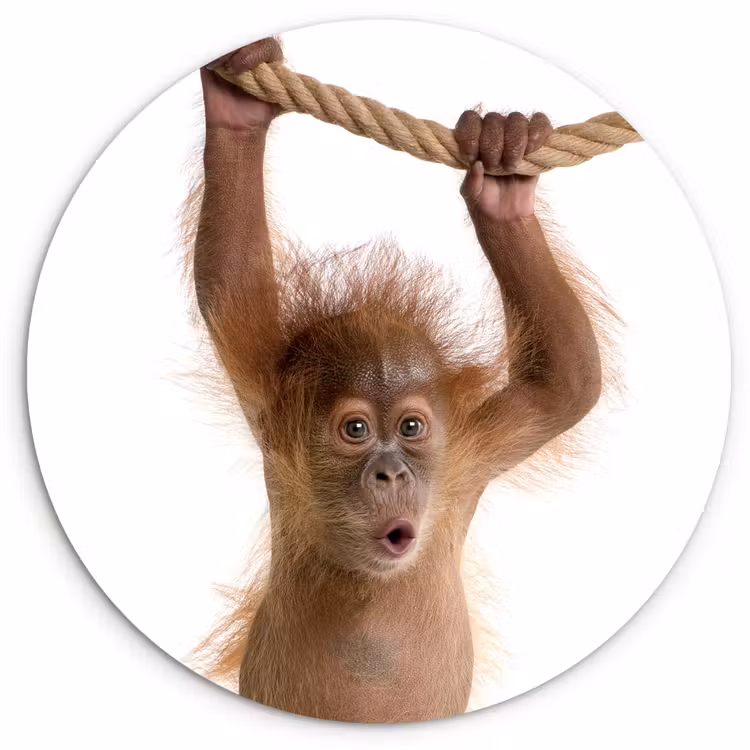 Muurcirkel - Dieren - Orang oetan - Touw - Dieren - Kinderen - Jongen — 1