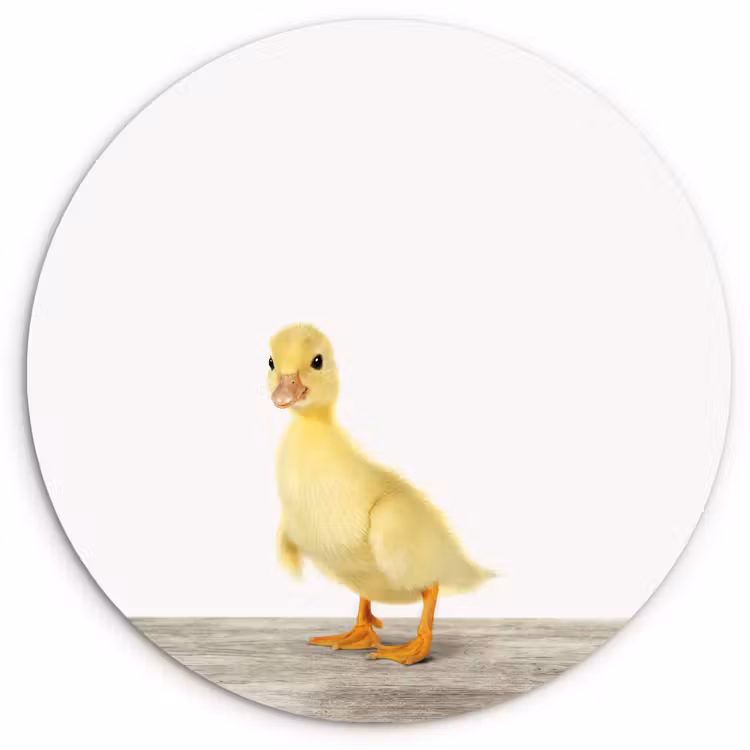 Muurcirkel - Eend - Kuiken - Dieren - Lief - Meisjes - Jongens - Kinderen — 1