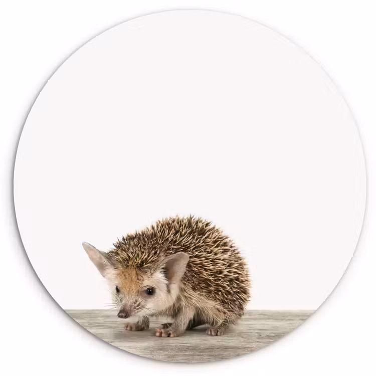Muurcirkel - Egel - Dieren - Kinderen - Jongens - Meisjes — 1