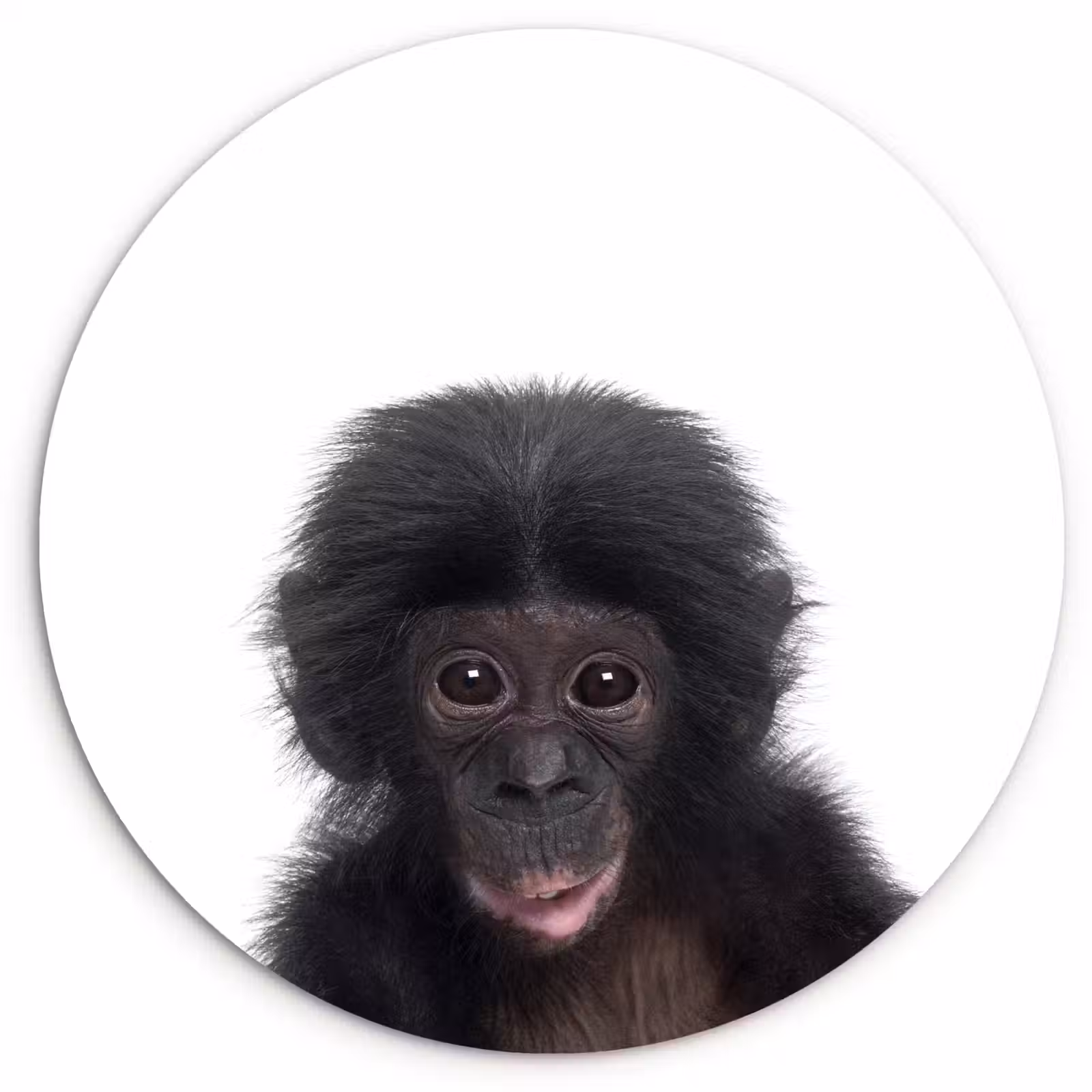 Muurcirkel - Aap - Dieren - Chimpansee - Kind - Jongen — 1
