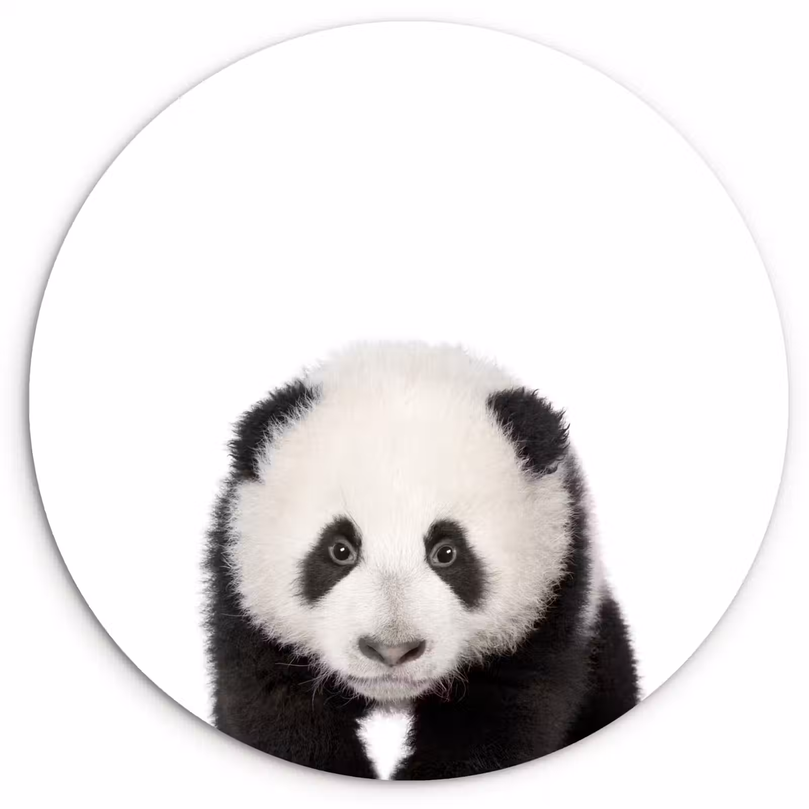 Muurcirkel - Dieren - Kinderen - Panda - Meisjes - Jongens — 1