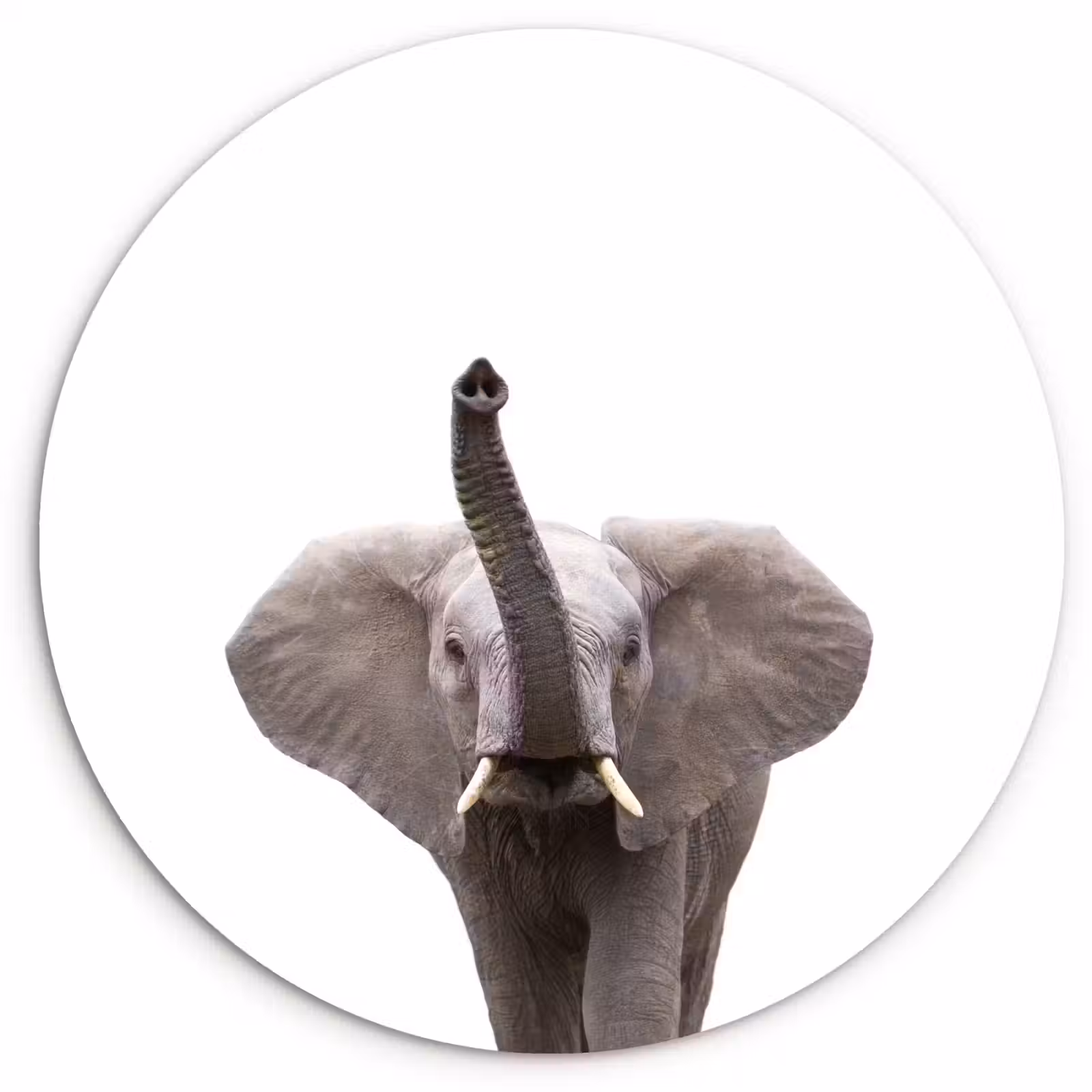 Muurcirkel - Dieren - Olifant- Wit - Wilde dieren - Kinderen — 1