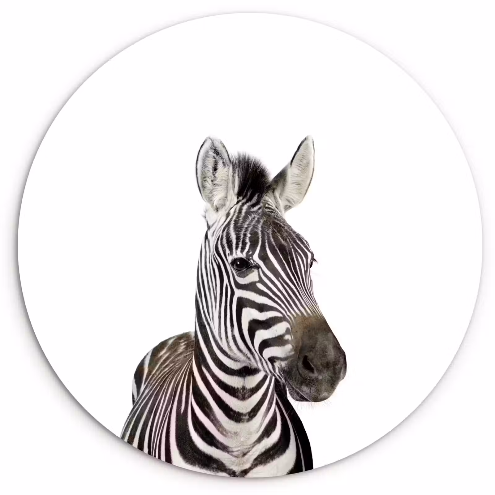 Muurcirkel - Dieren - Zebra - Kinderen - Wit - Portret- Meisjes — 1