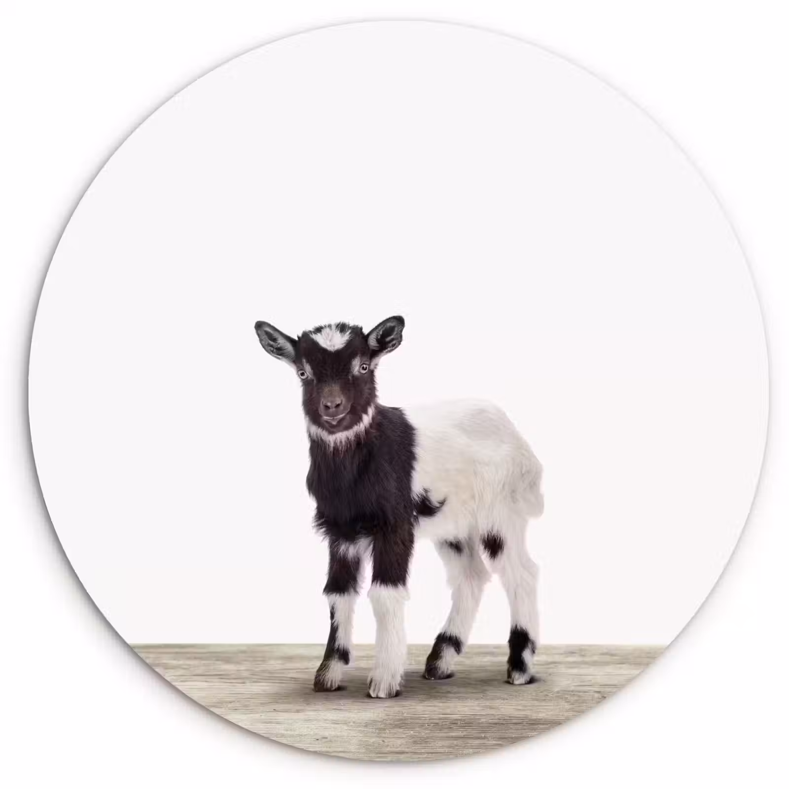 Muurcirkel - Geit - Dieren - Kinderen - Jongens - Meisjes — 1