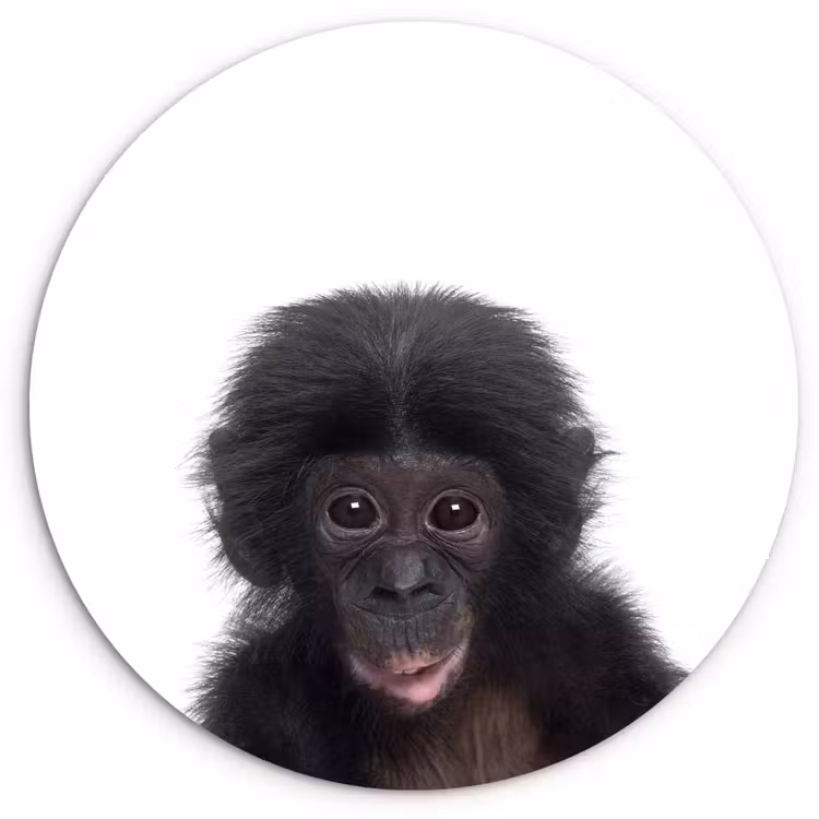 Muurcirkel - Aap - Dieren - Chimpansee - Kind - Jongen — 1