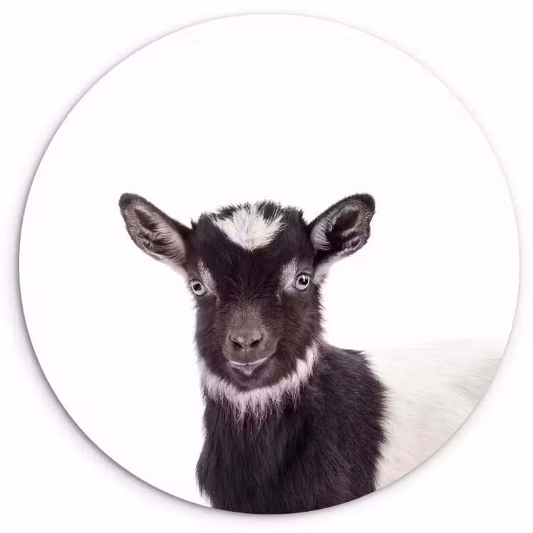 Muurcirkel - Boerderijdieren - Geit - Kind - Jongen - Meisjes — 1