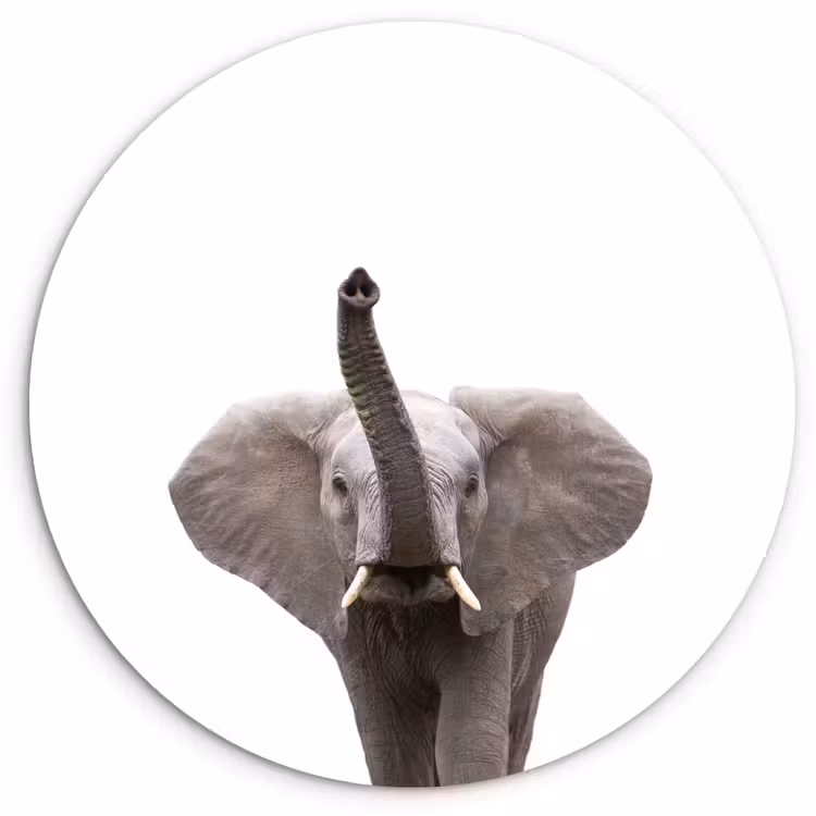 Muurcirkel - Dieren - Olifant- Wit - Wilde dieren - Kinderen — 1