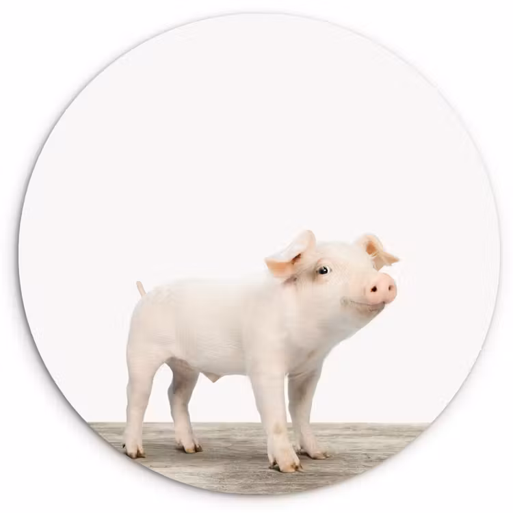 Muurcirkel - Varkentje - Big - Dieren - Roze - Jongens - Meisjes - Kinderen — 1