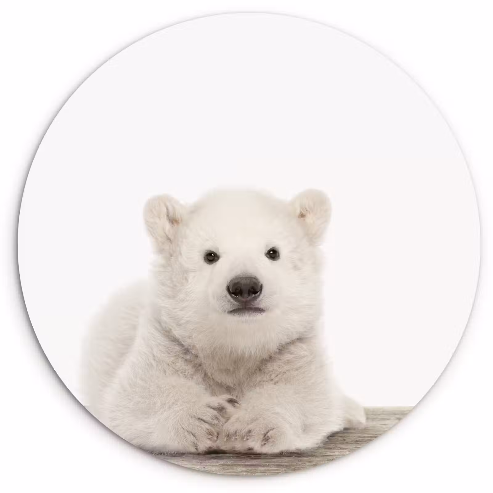 Muurcirkel - IJsbeer - Dieren - Kinderen - Wit - Jongens - Meisjes — 1