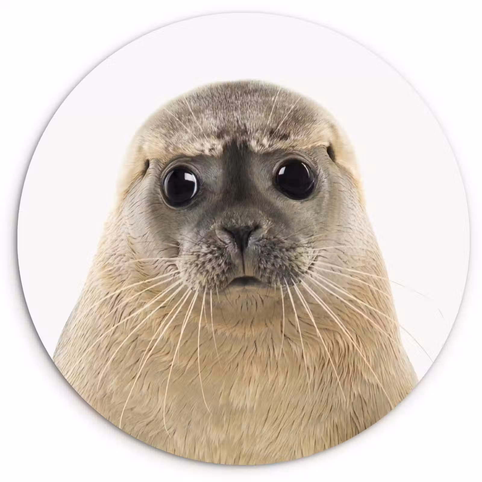 Muurcirkel - Jongens - Zeehond - Kinderen - Meisjes - Dieren — 1