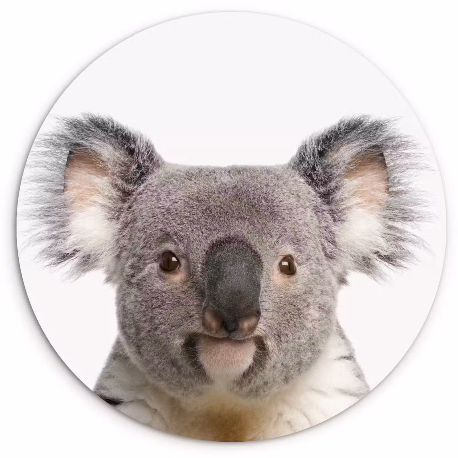 Muurcirkel - Koala - Koala beer - Meisjes - Jongens - Kinderen - Dieren — 1