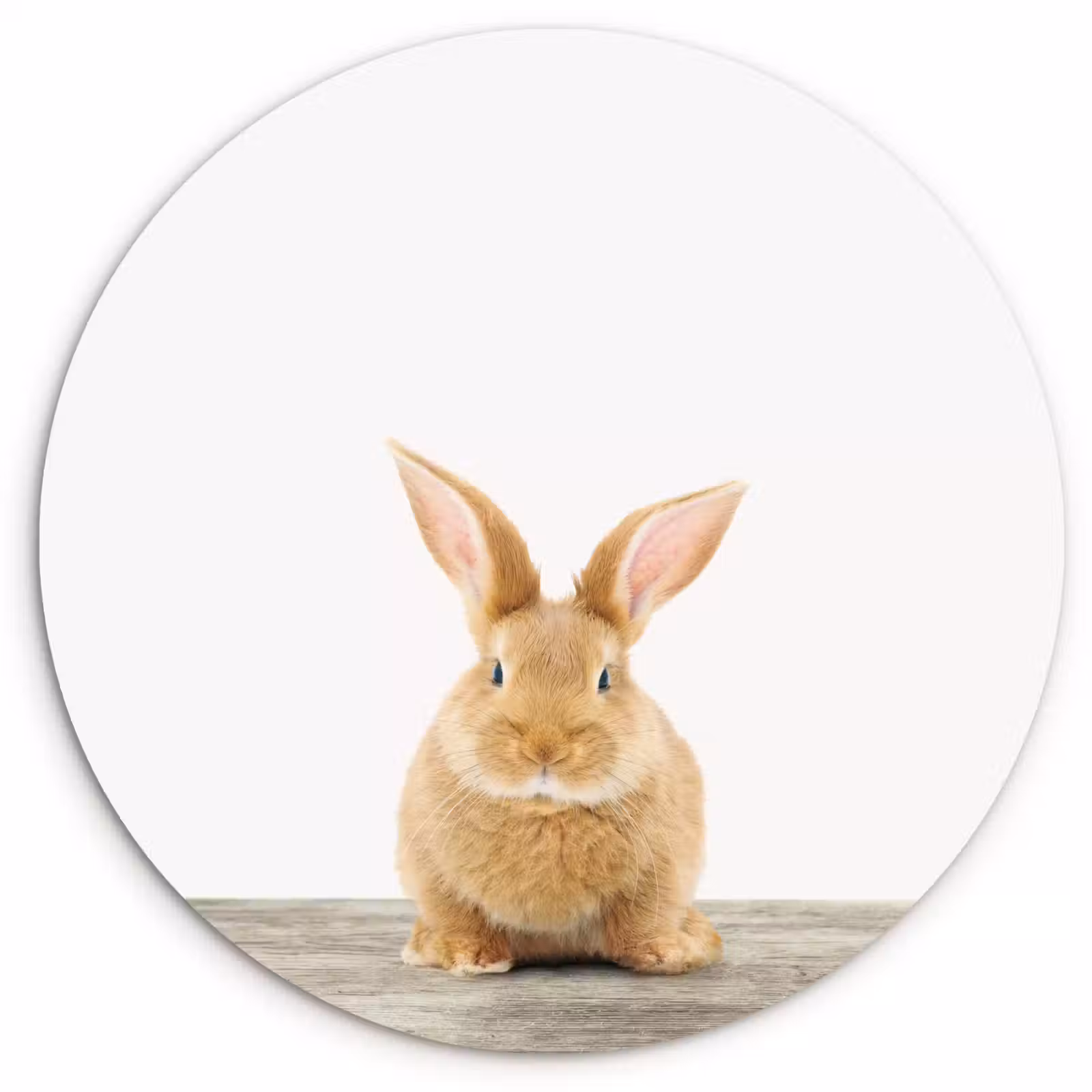 Muurcirkel - Konijn - Baby konijn - Dieren - Kind - Meisjes - Jongens — 1