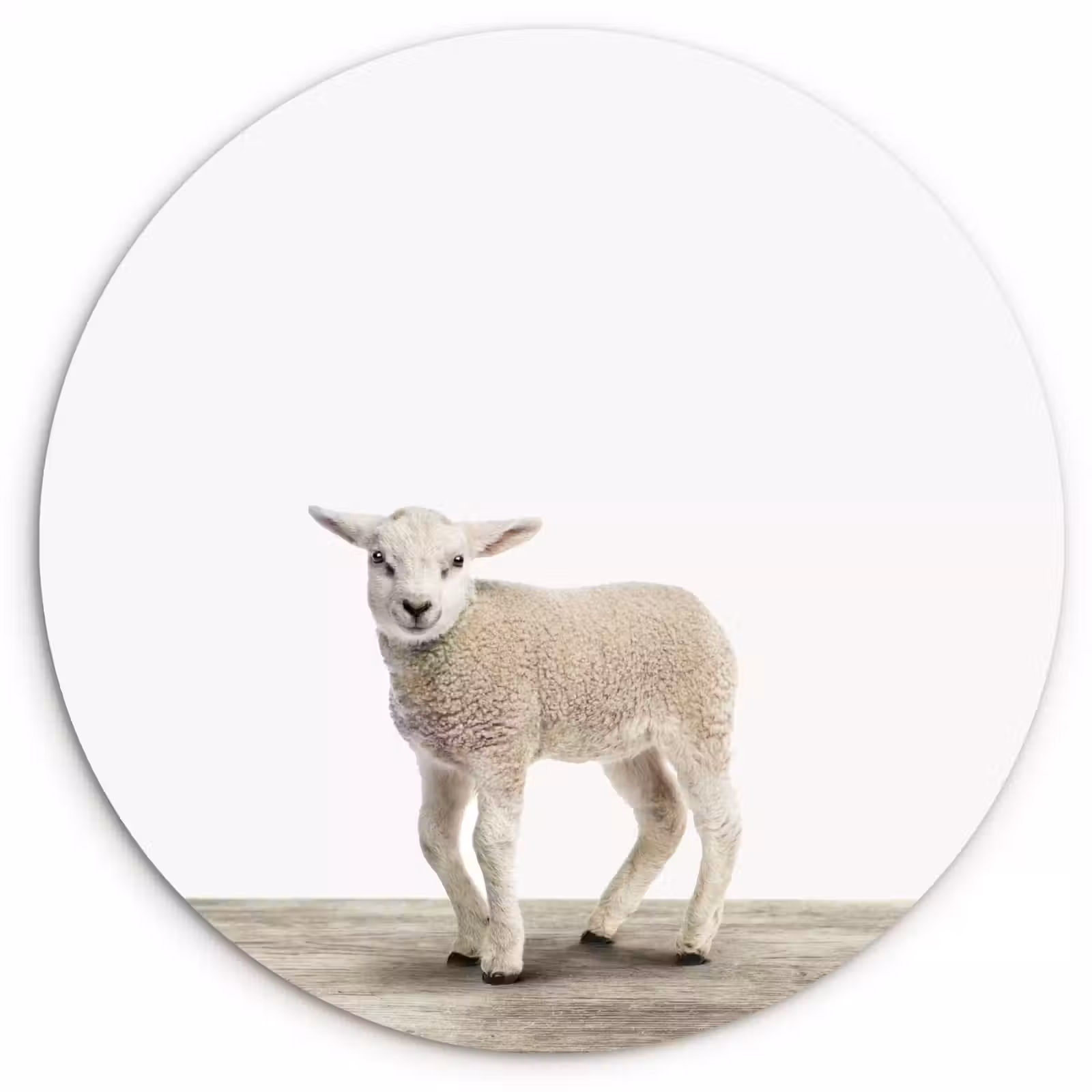Muurcirkel - Lammetje - Schaap - Dieren - Kinderen - Meisjes - Jongens — 1