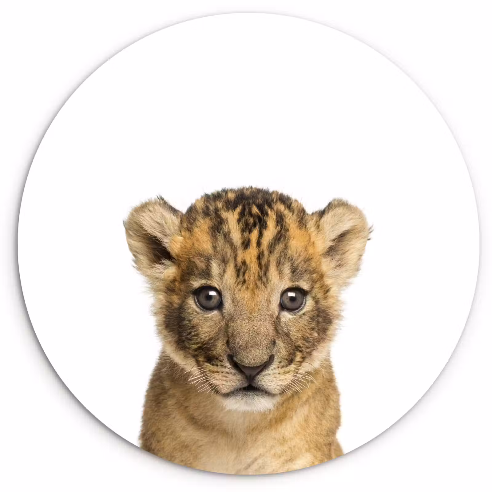 Muurcirkel - Leeuw - Kinderen - Wilde dieren - Welp - Jongen — 1
