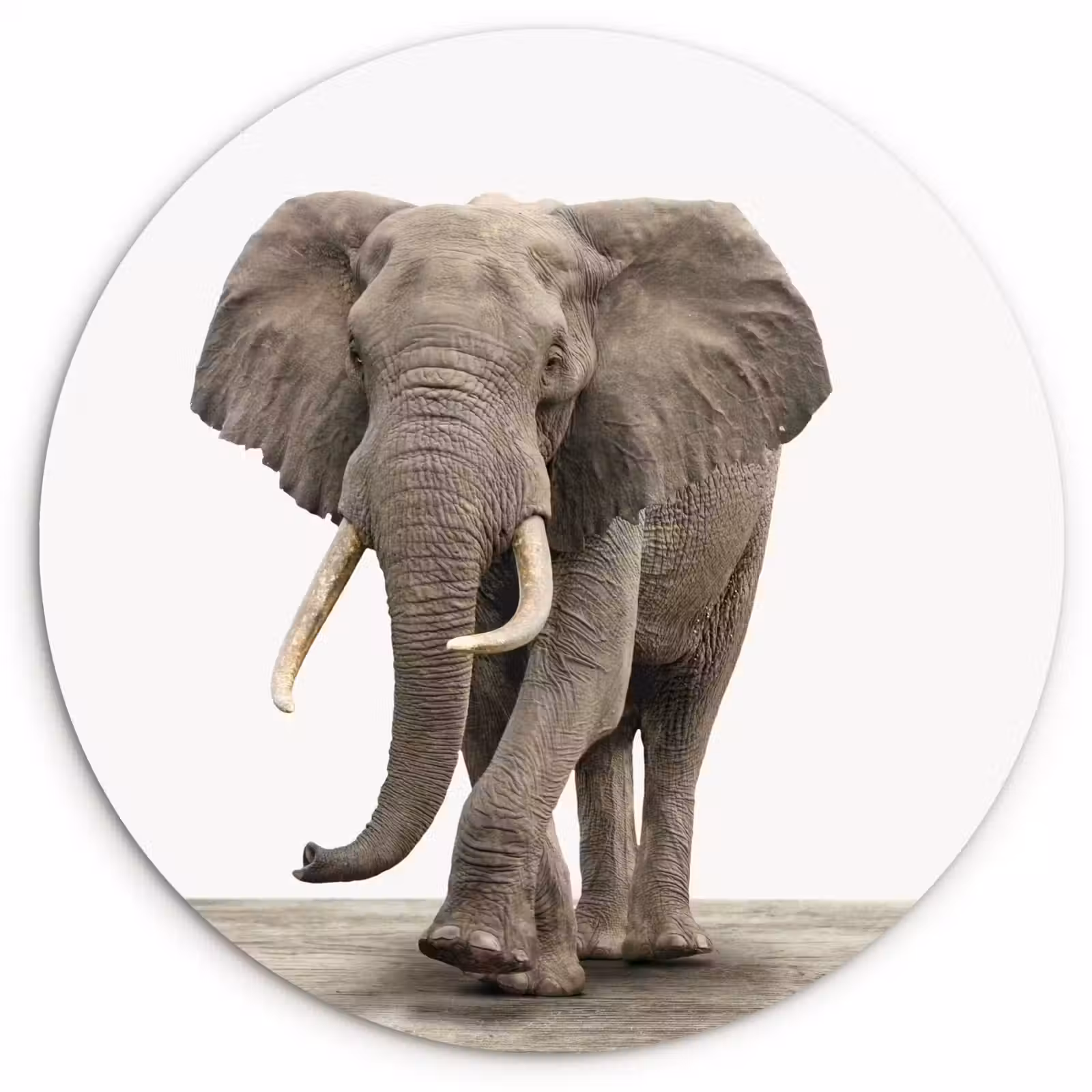 Muurcirkel - Olifant - Kinderen - Jongens - Dieren - Meisjes — 1