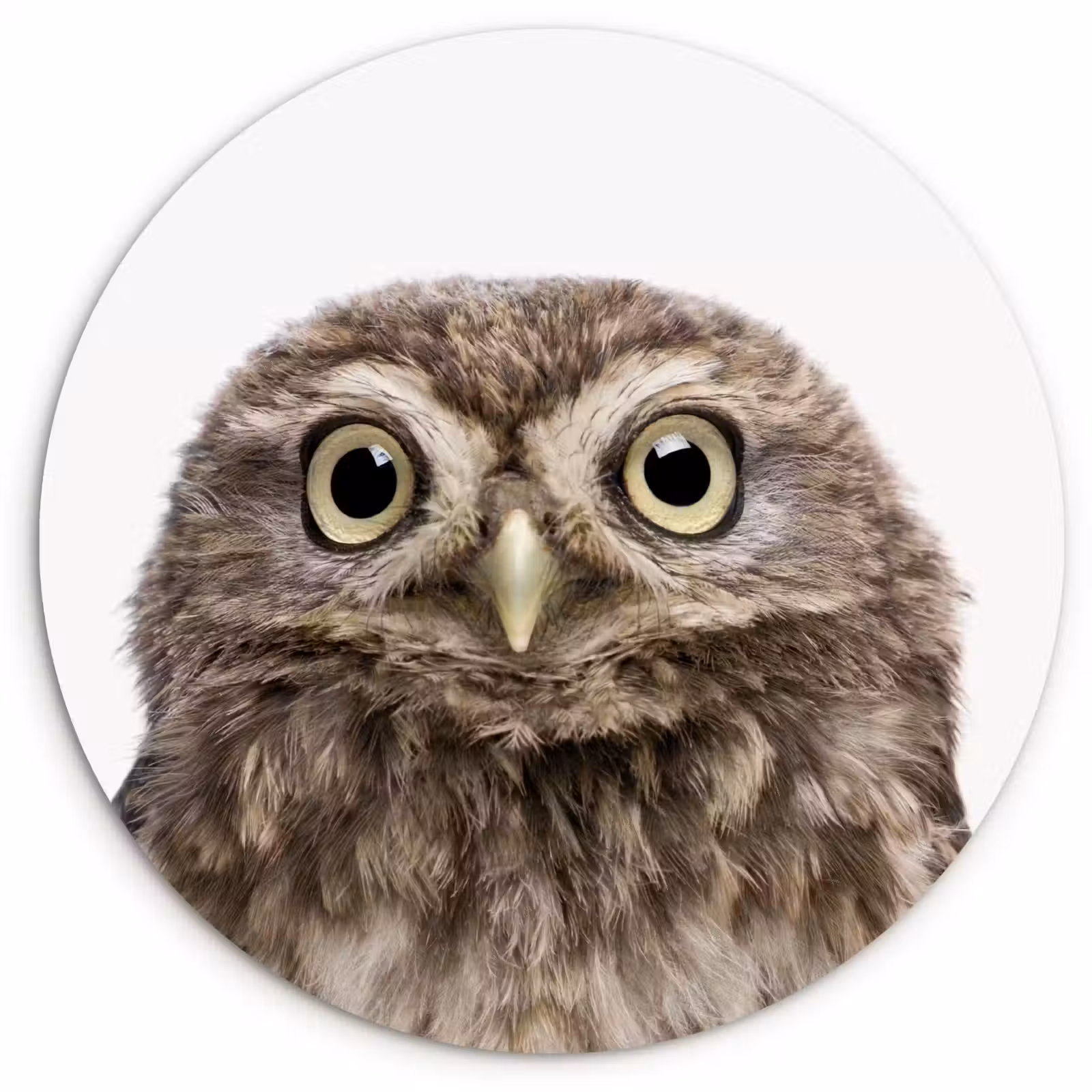 Muurcirkel - Uilskuiken - Uil - Portret - Bruin - Vogel - Jongens - Meisjes — 1