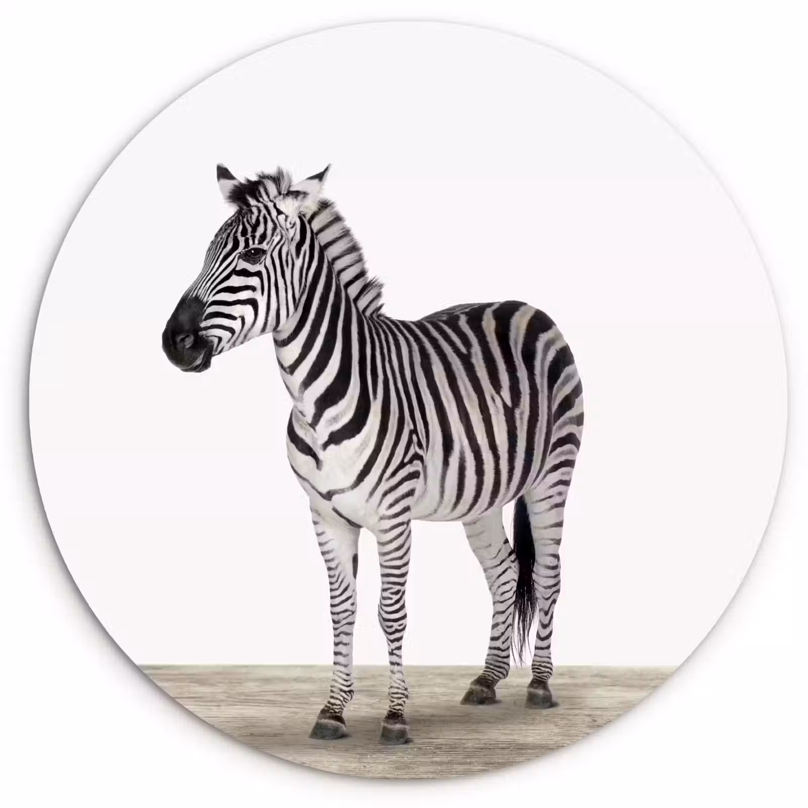 Muurcirkel - Zebra - Meisjes - Dieren - Kinderen - Jongens — 1
