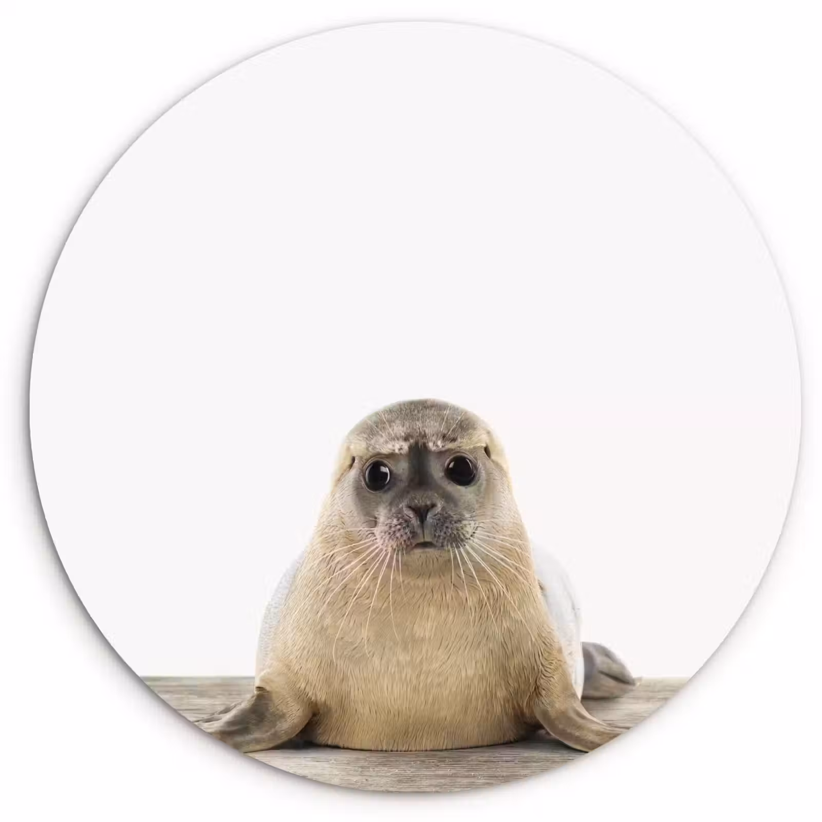 Muurcirkel - Zeehond - Dieren - Kind - Jongens - Meisjes - Kinderen — 1