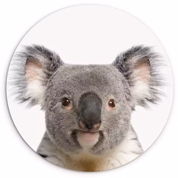 Muurcirkel - Koala - Koala beer - Meisjes - Jongens - Kinderen - Dieren — 1