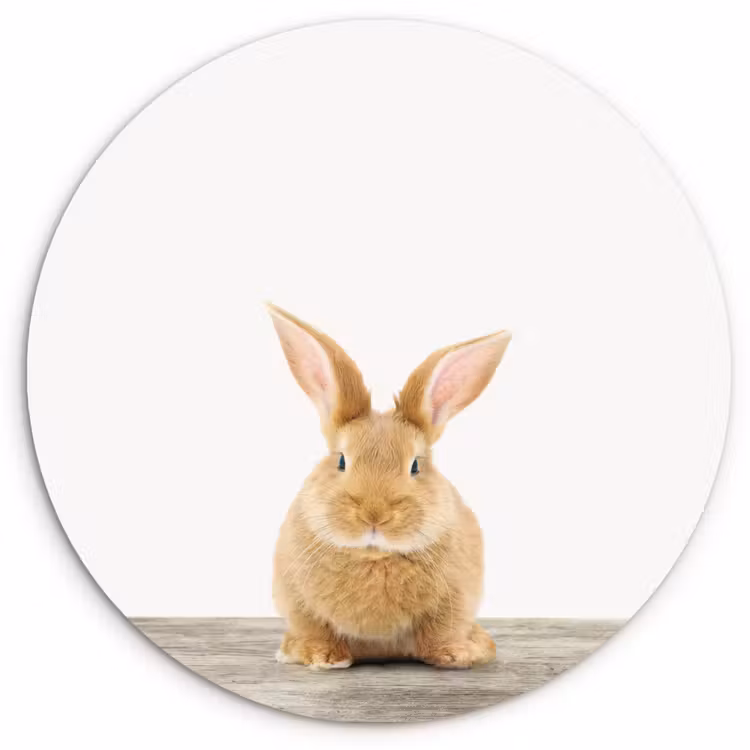 Muurcirkel - Konijn - Baby konijn - Dieren - Kind - Meisjes - Jongens — 1
