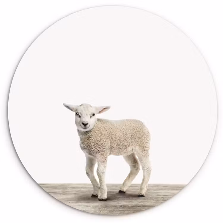 Muurcirkel - Lammetje - Schaap - Dieren - Kinderen - Meisjes - Jongens — 1