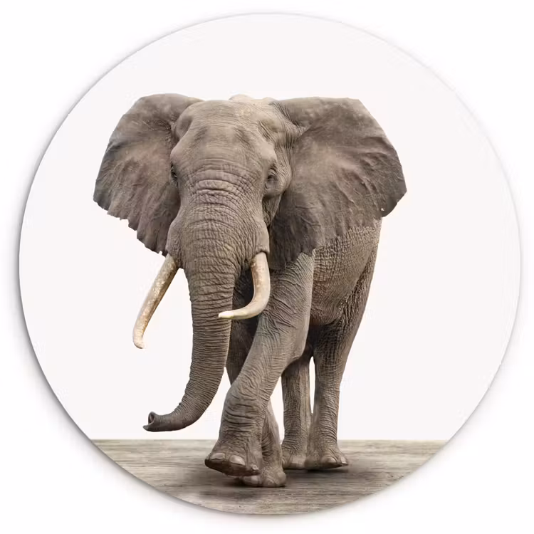 Muurcirkel - Olifant - Kinderen - Jongens - Dieren - Meisjes — 1