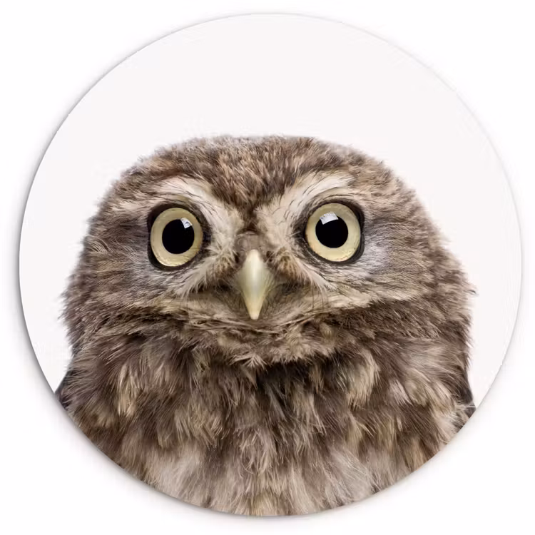 Muurcirkel - Uilskuiken - Uil - Portret - Bruin - Vogel - Jongens - Meisjes — 1
