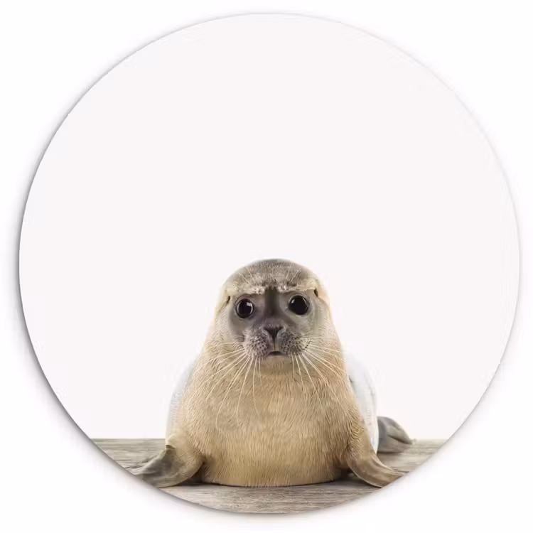 Muurcirkel - Zeehond - Dieren - Kind - Jongens - Meisjes - Kinderen — 1