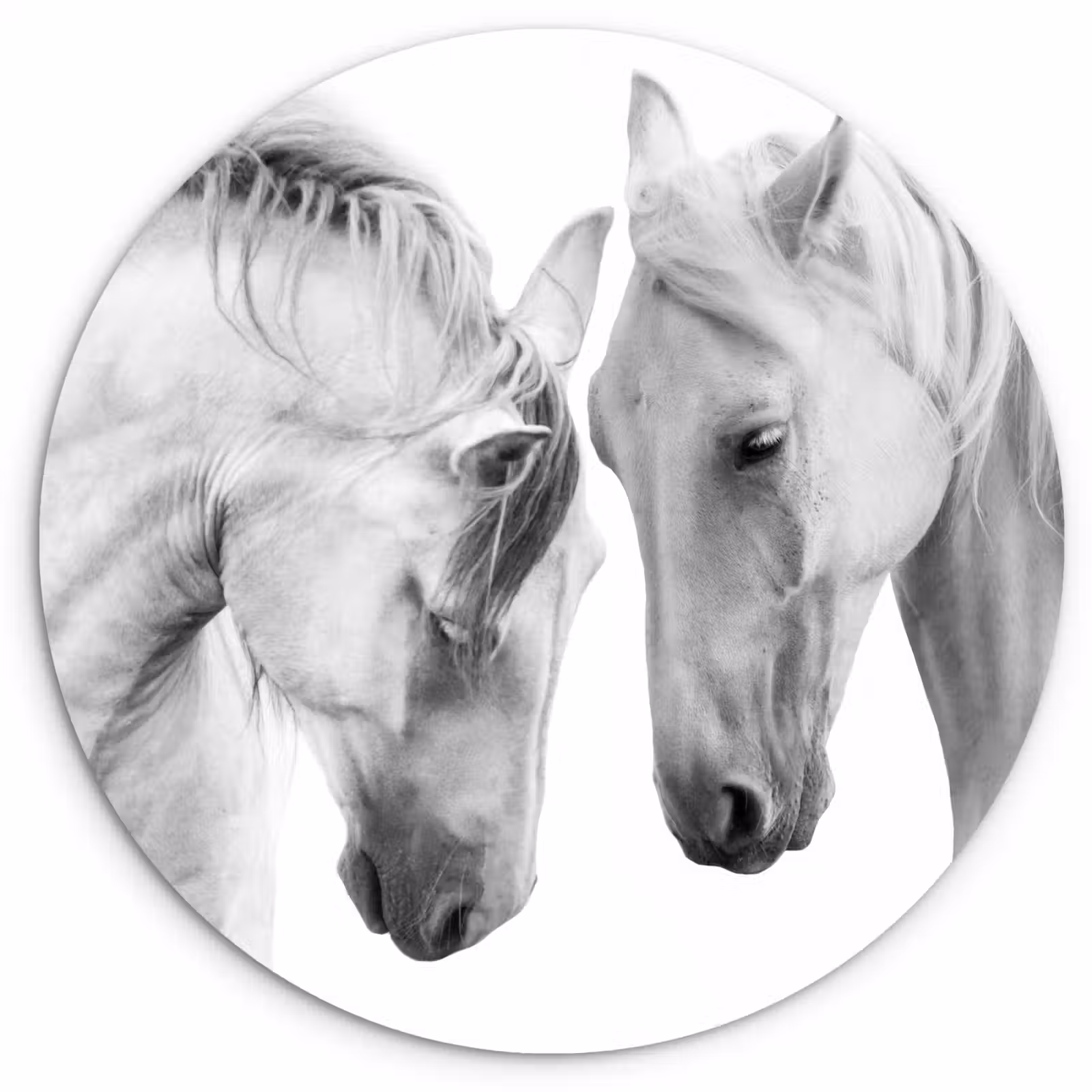 Muurcirkel - Paard - Dieren - Portret - Wit — 1