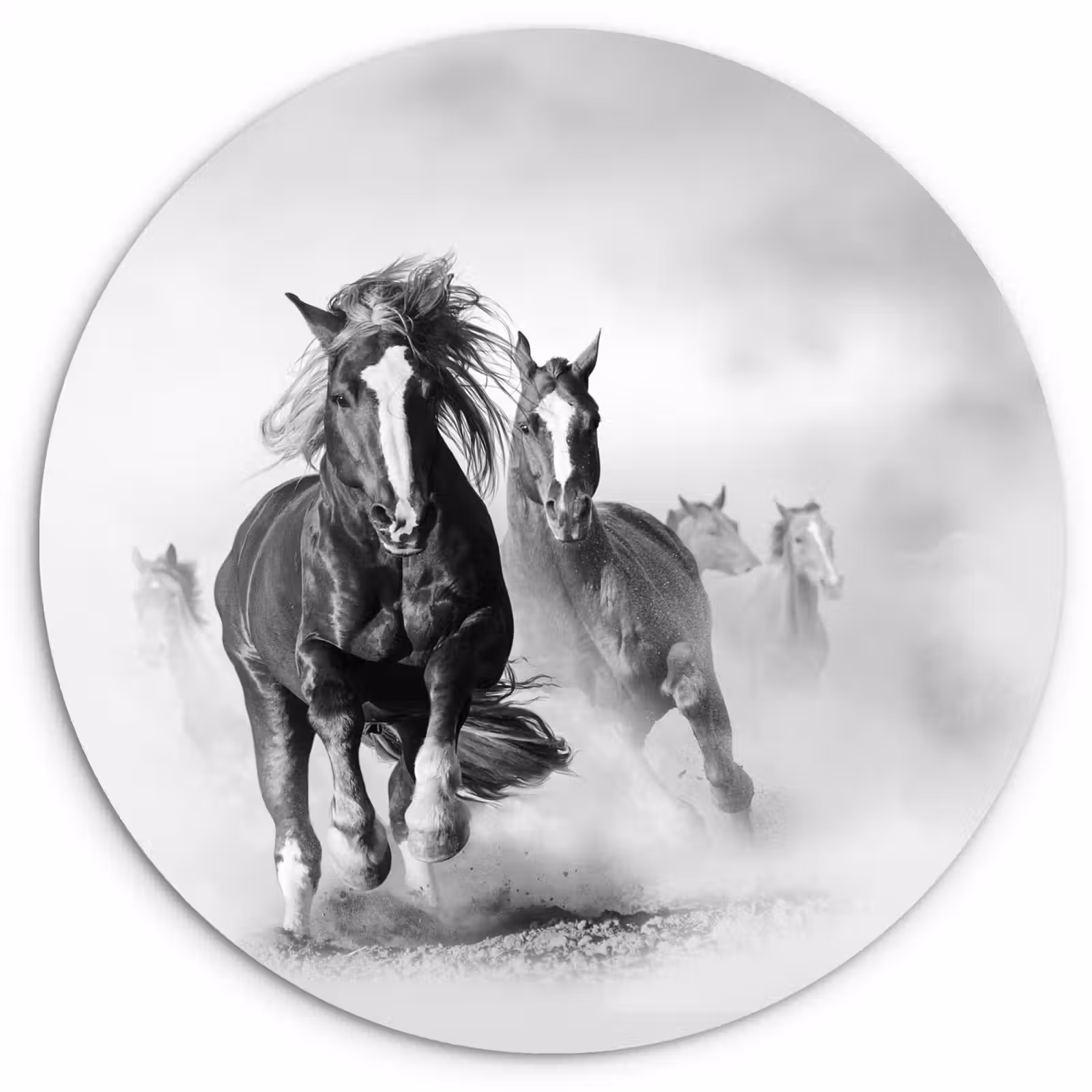 Muurcirkel - Paarden - Dieren - Illustratie — 1