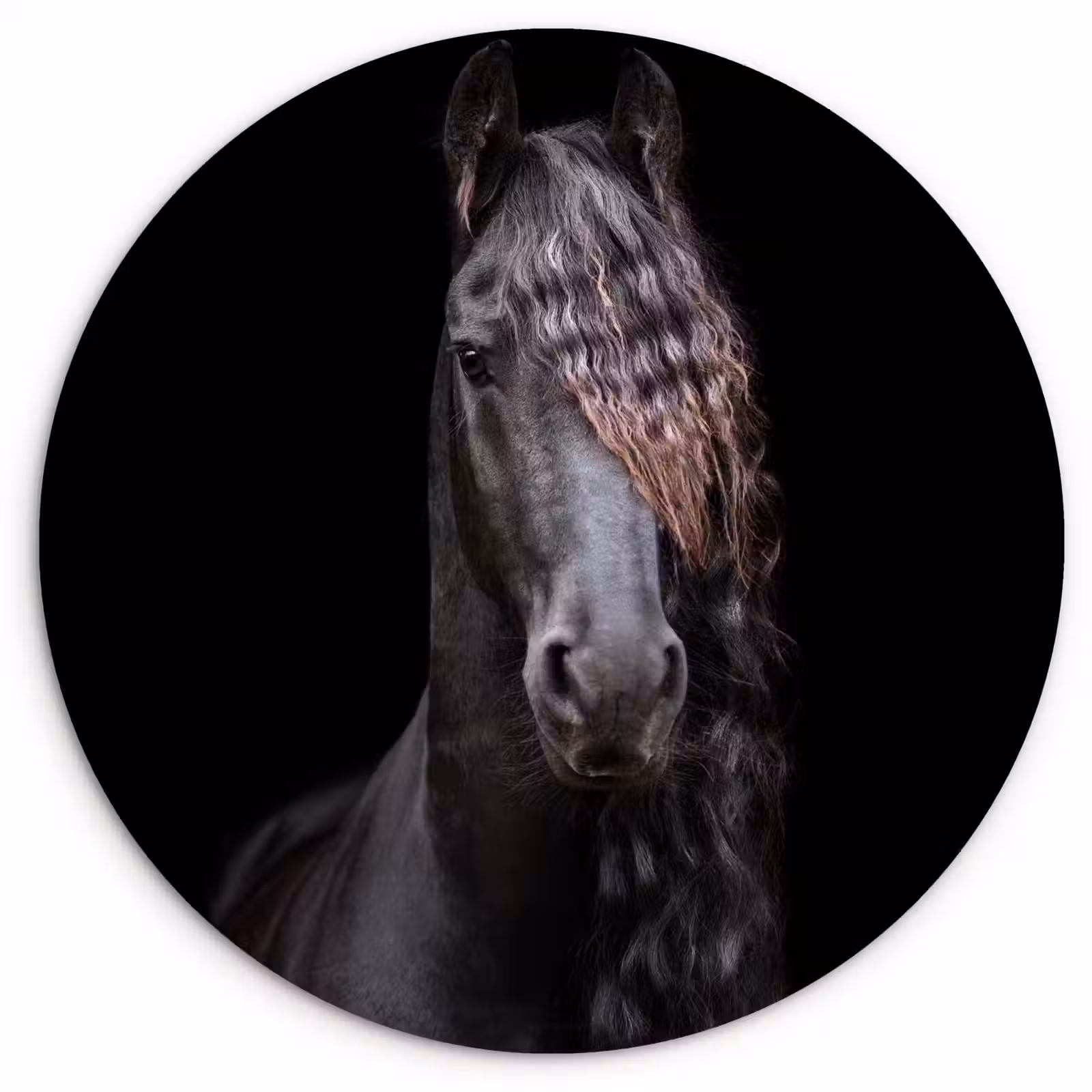 Muurcirkel - Paarden - Fries - Manen - Zwart - Dieren — 1