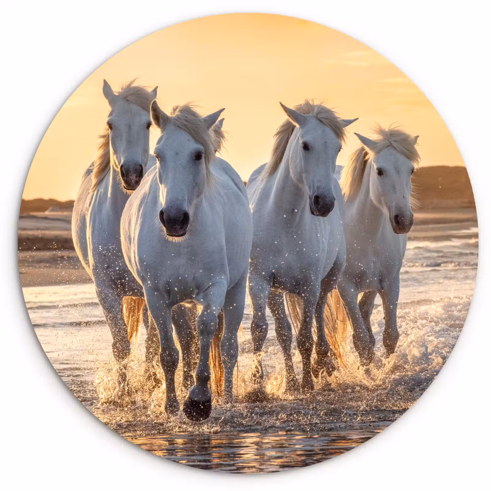Muurcirkel - Paarden - Water - Strand - Dieren — 1