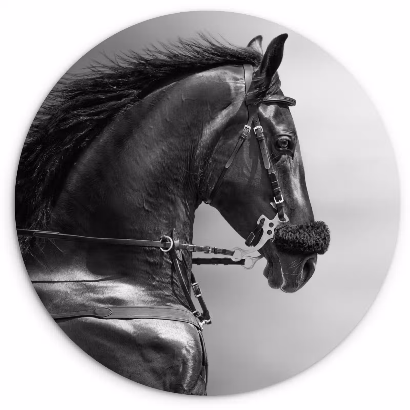 Muurcirkel - Paarden - Zwart - Portret - Dieren — 1