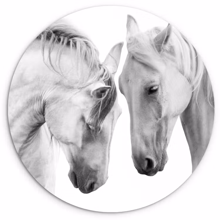 Muurcirkel - Paard - Dieren - Portret - Wit — 1