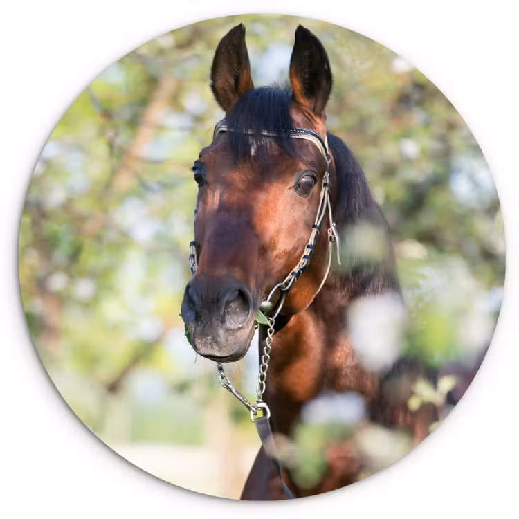 Muurcirkel - Paarden - Bloesem - Lente - Dieren — 1