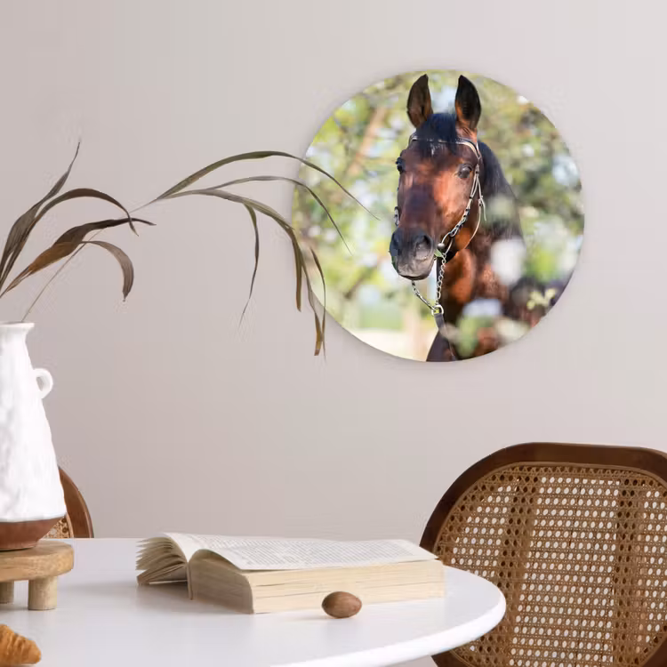 Muurcirkel - Paarden - Bloesem - Lente - Dieren — 4