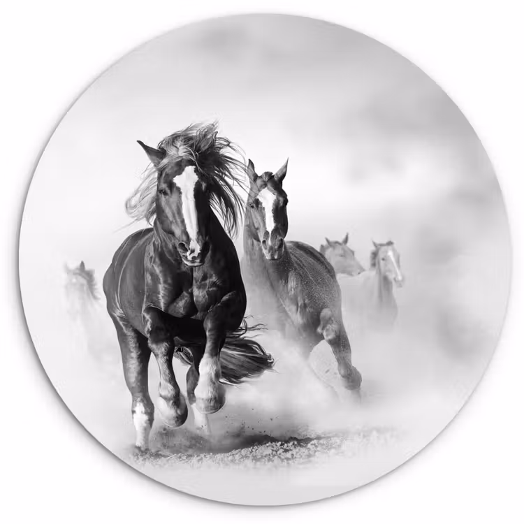 Muurcirkel - Paarden - Dieren - Illustratie — 1