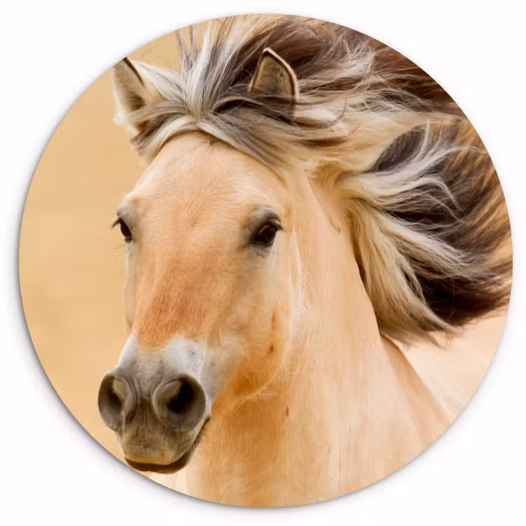 Muurcirkel - Paarden - Dieren - Manen - Portret — 1