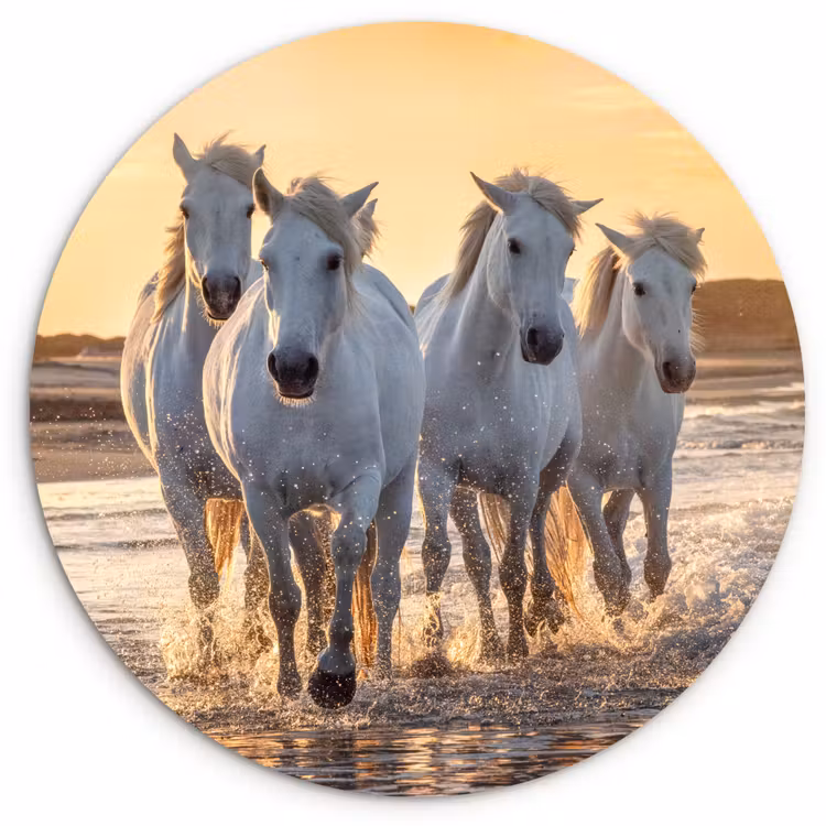 Muurcirkel - Paarden - Water - Strand - Dieren — 1