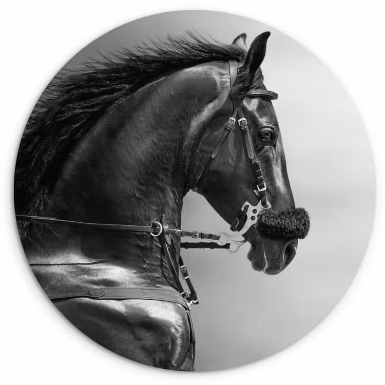 Muurcirkel - Paarden - Zwart - Portret - Dieren — 1